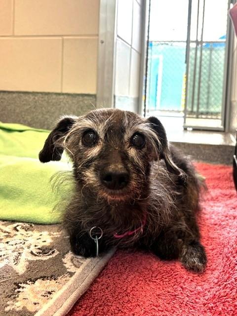 GRAMS - Terrier available for adoption