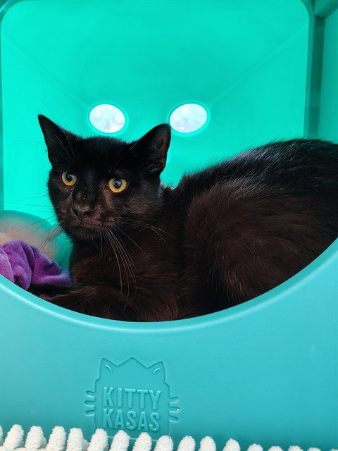 OBSIDIAN - Domestic Short Hair for adoption in Frederick