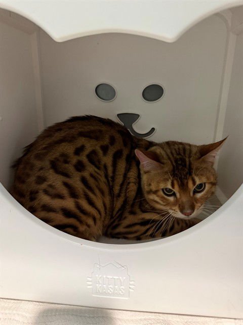 CLARK - Bengal available for adoption