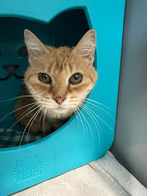 CITRUS - Domestic Short Hair available for adoption