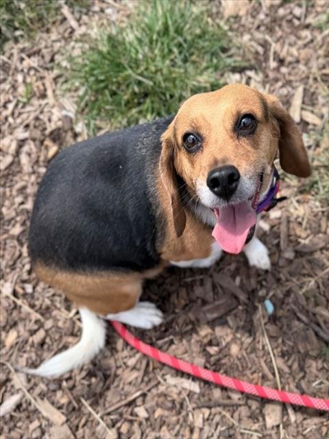 BABY - Beagle available for adoption