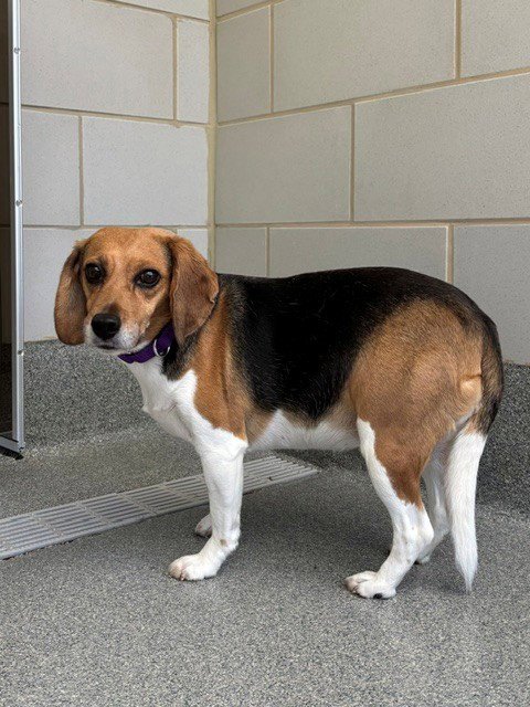 BABY - Beagle available for adoption