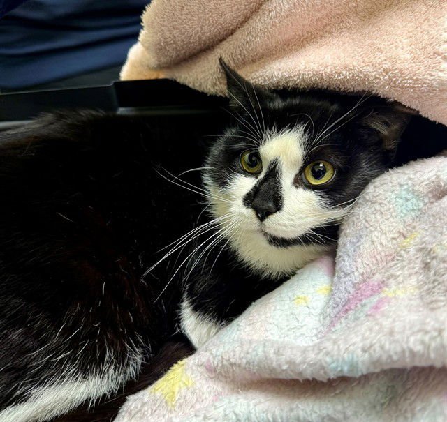 NIGHTLIGHT - Domestic Short Hair available for adoption