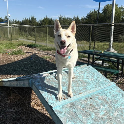 MAE - Siberian Husky for adoption in Frederick