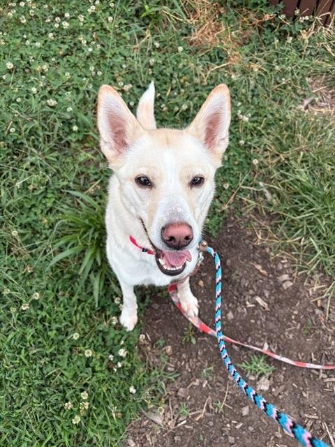 MAE - Siberian Husky available for adoption