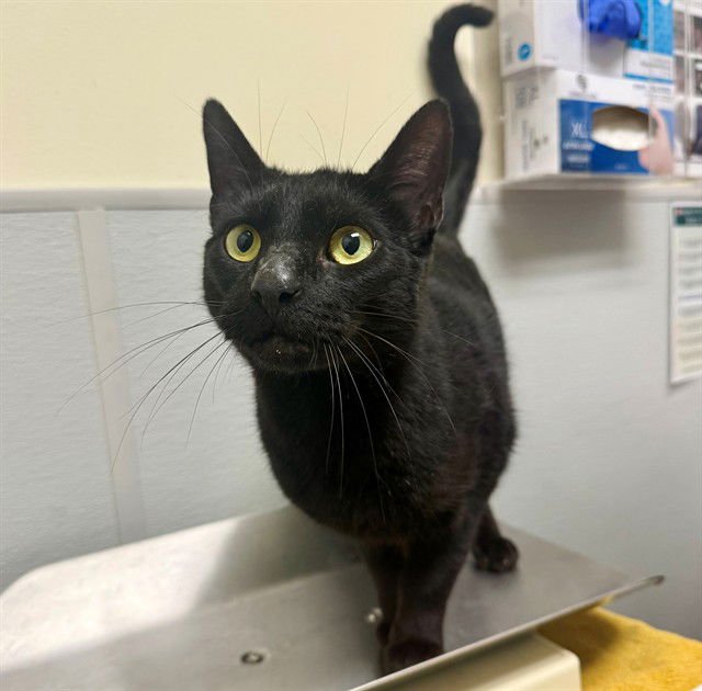 ADRIAN - Domestic Short Hair available for adoption