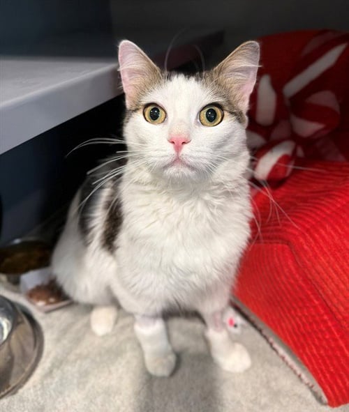 POCKY - Domestic Medium Hair available for adoption