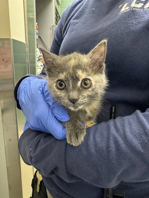 WOK - Domestic Short Hair available for adoption