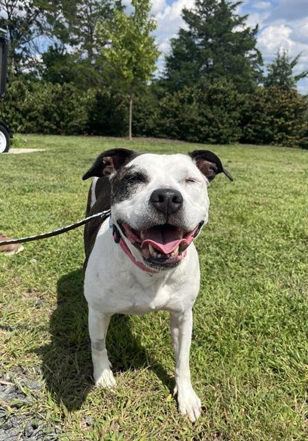 BUCKETS - Pit Bull Terrier available for adoption