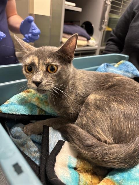 BEBA - Domestic Short Hair available for adoption