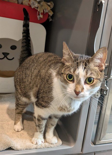 LUCY Image