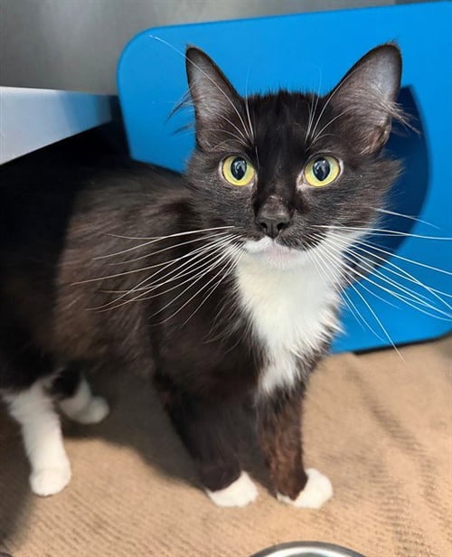 SPLAT - Domestic Medium Hair available for adoption