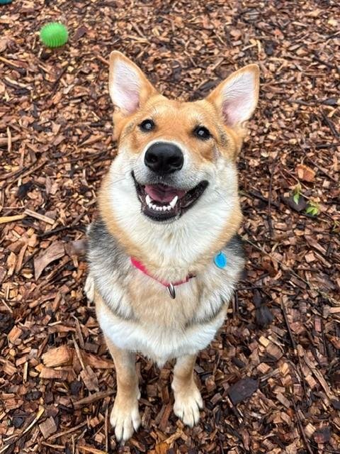 HALEY - German Shepherd Dog available for adoption