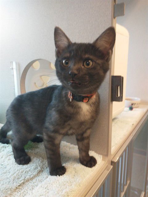 BLACKBERRY - Domestic Short Hair available for adoption