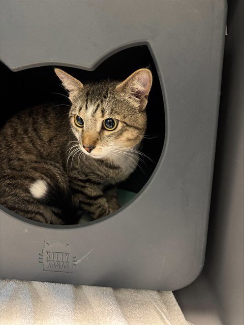 STARC - Domestic Short Hair available for adoption