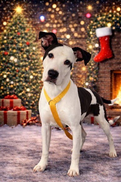 TILLY - Terrier available for adoption