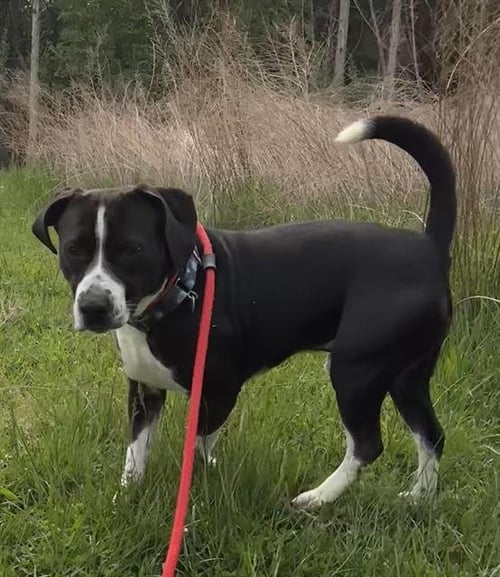 CORKY - Labrador Retriever / Pit Bull Terrier available for adoption