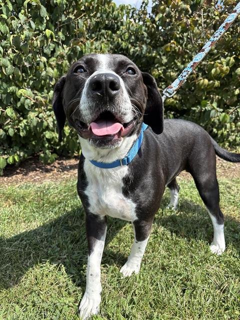 CORKY - Labrador Retriever / Pit Bull Terrier available for adoption