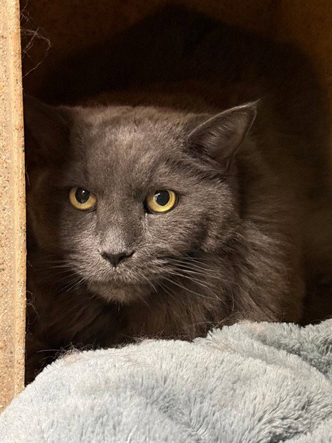 CHAR - Domestic Long Hair for adoption in Frederick