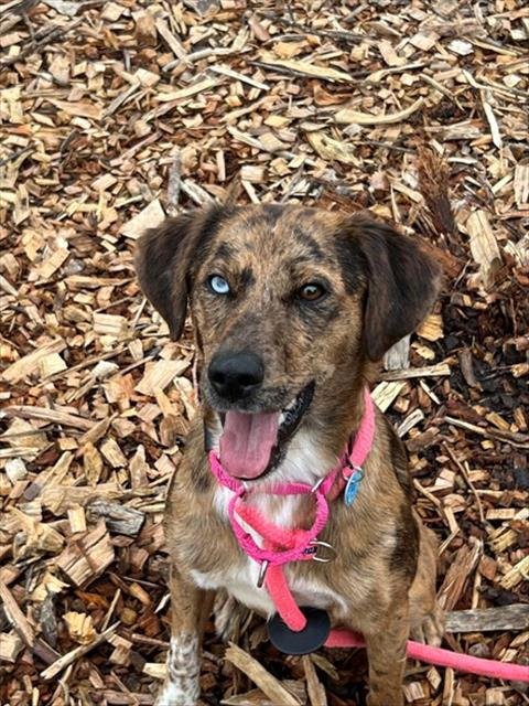 BEA - Catahoula Leopard Dog / Beagle for adoption in Frederick