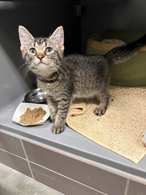 EROS - Domestic Short Hair available for adoption