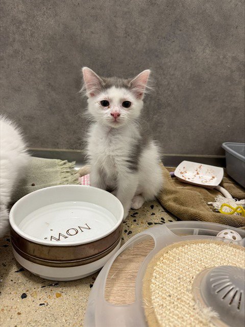 LEAF - Domestic Medium Hair for adoption in Frederick