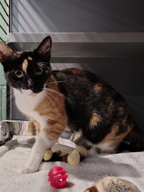 MU - Domestic Short Hair for adoption in Frederick