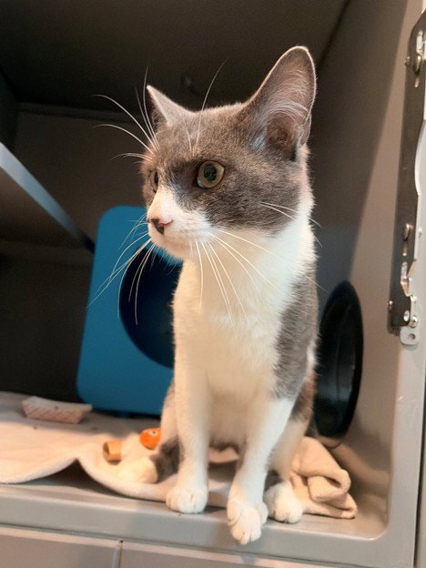 ARIES - Domestic Short Hair available for adoption