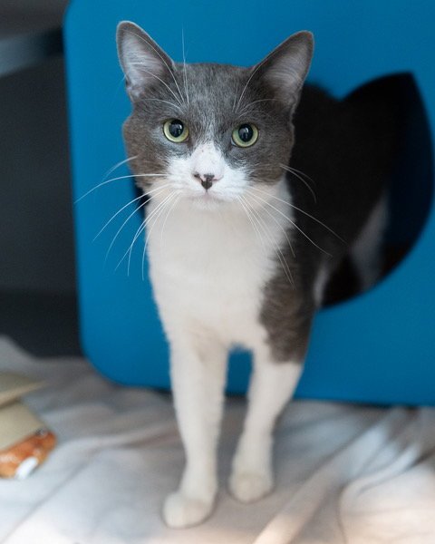 ARIES - Domestic Short Hair available for adoption