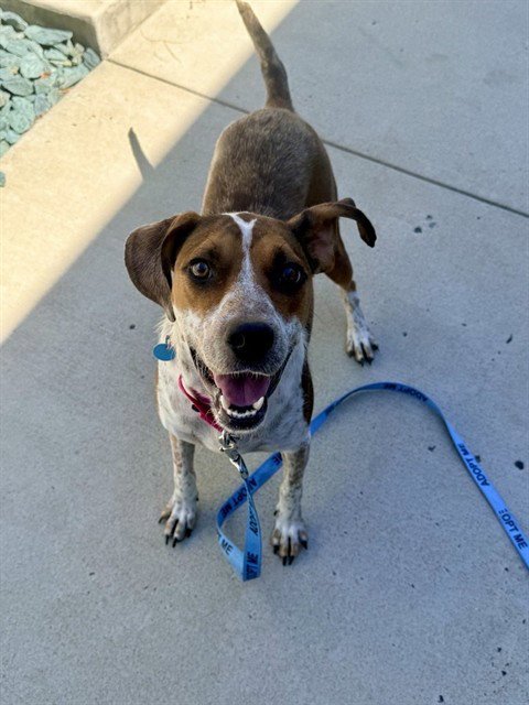MABLE - Hound available for adoption