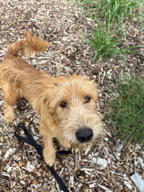 COOPER - Terrier for adoption in Frederick