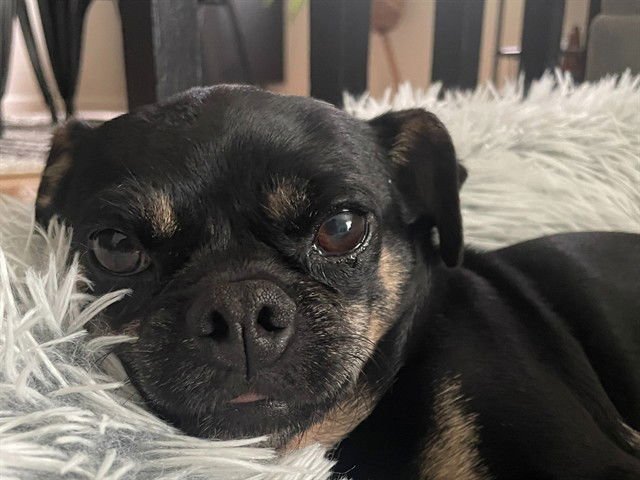 TOAST - Pug / Chihuahua available for adoption