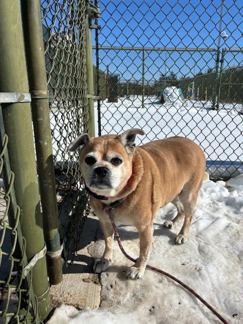ANGEL - Pug available for adoption