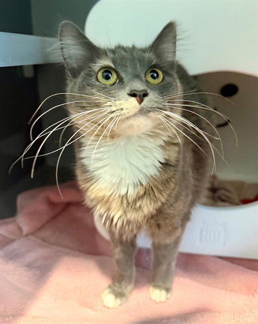 ADRIAN - Domestic Medium Hair available for adoption