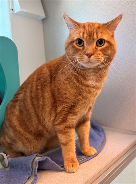 OLIVER - Domestic Short Hair available for adoption