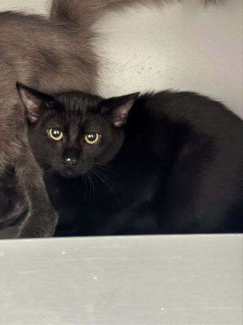 ATHOS Image