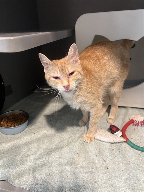 AJI - Domestic Short Hair for adoption in Frederick