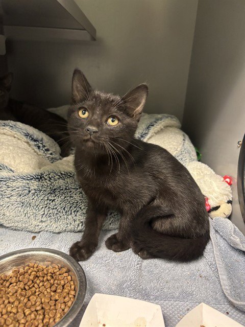 ORCHID MANTIS - Domestic Short Hair available for adoption