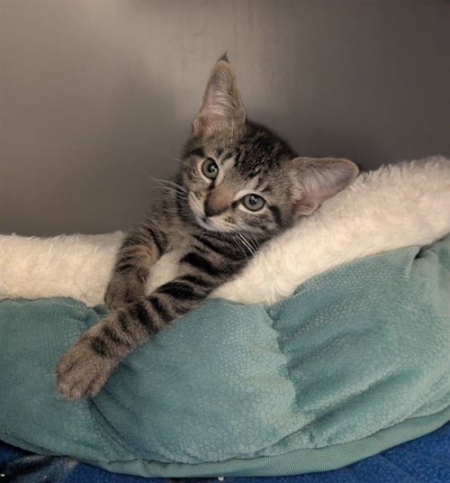 BAYOU - Domestic Short Hair available for adoption