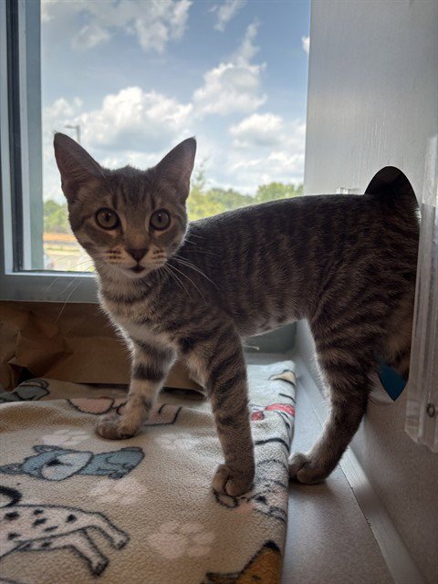 FARRENC - Domestic Short Hair available for adoption