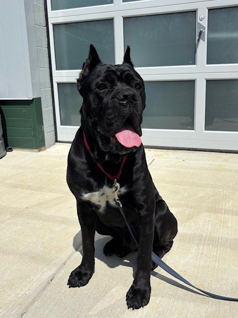 JUDAH - Cane Corso Mastiff available for adoption
