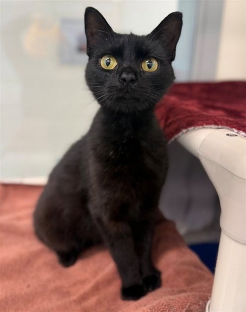 BUTTERFLY CLIPS - Domestic Short Hair available for adoption