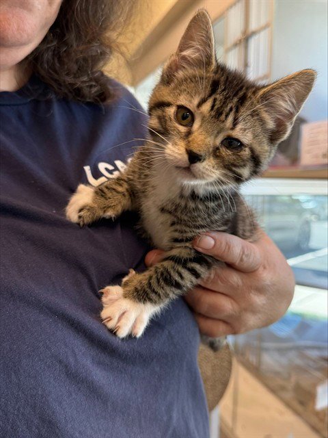 GENERATOR - Domestic Short Hair available for adoption
