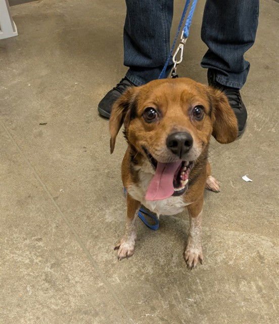 TATER TOT - Beagle available for adoption