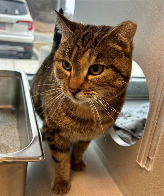 SUNSHINE - Domestic Short Hair available for adoption