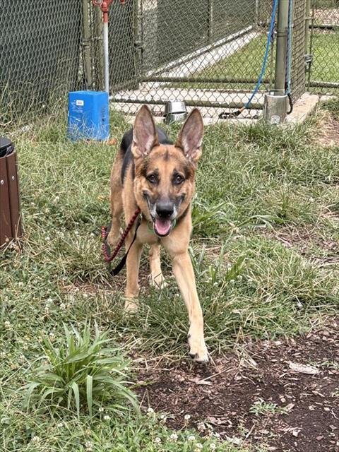 KAMO - German Shepherd Dog available for adoption