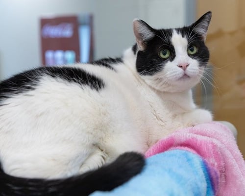 LILLY - Domestic Short Hair for adoption in Frederick
