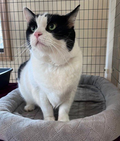 LILLY - Domestic Short Hair available for adoption