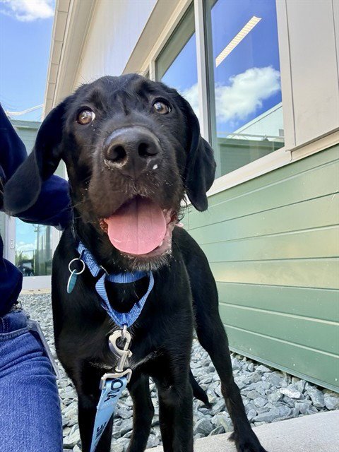 BLINKER - Labrador Retriever available for adoption