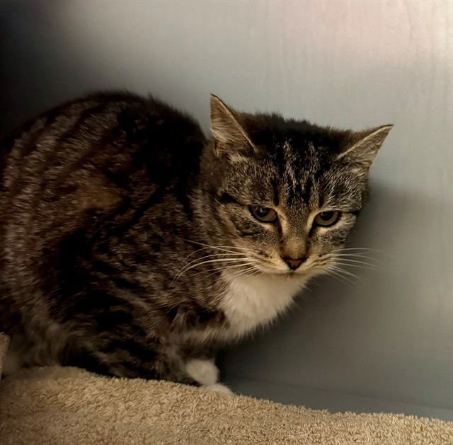 CANDLE - Domestic Short Hair available for adoption